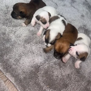 Pomeranian and jack russel mix pups - Image 7