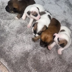 Pomeranian and jack russel mix pups - Image 8