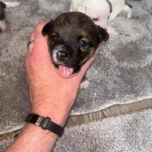 Pomeranian and jack russel mix pups