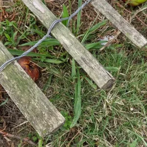 Wooden picket fence piling 1m H x 18.5m L - Image 2