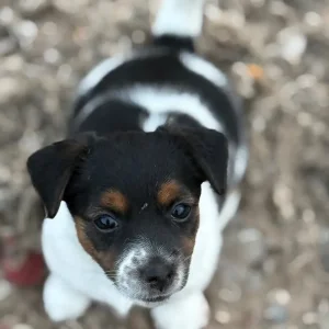 Beautiful Jack Russell puppies - Image 2