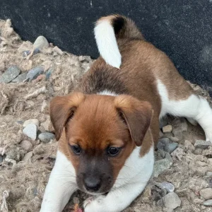 Beautiful Jack Russell puppies - Image 3