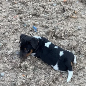 Beautiful Jack Russell puppies - Image 4