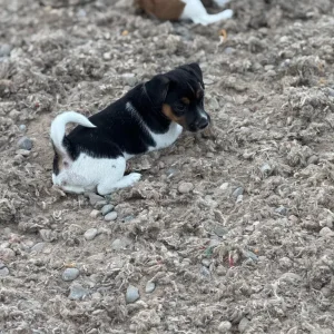 Beautiful Jack Russell puppies - Image 5