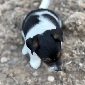 Beautiful Jack Russell puppies - Image 7
