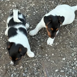 Beautiful Jack Russell puppies - Image 8