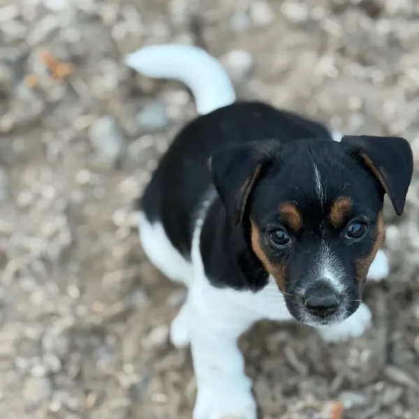 Beautiful Jack Russell puppies