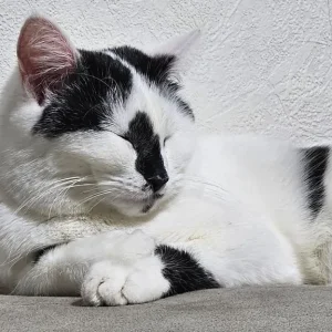 1 Year old Girl British Short-hair - Image 2