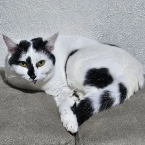 1 Year old Girl British Short-hair - Image 3