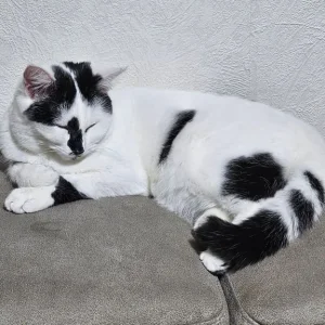 1 Year old Girl British Short-hair - Image 4