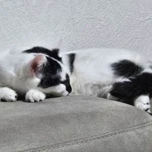 1 Year old Girl British Short-hair - Image 5