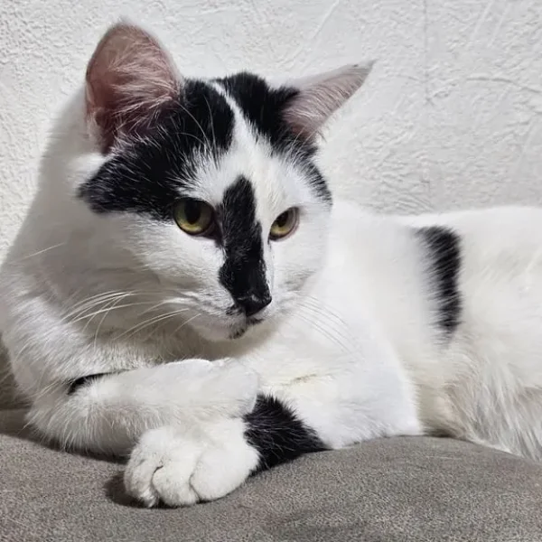 1 Year old Girl British Short-hair