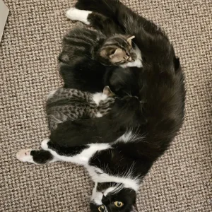 1 year old Cat & 3 Kittens all healthy & Sweet 😋 - Image 2
