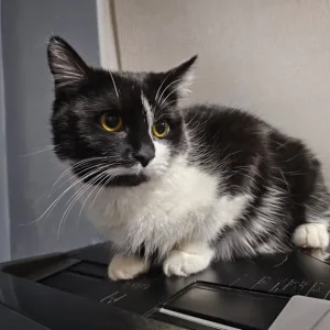 1 year old Cat & 3 Kittens all healthy & Sweet 😋 - Image 3