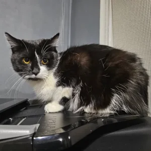 1 year old Cat & 3 Kittens all healthy & Sweet 😋 - Image 4