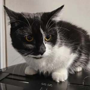 1 year old Cat & 3 Kittens all healthy & Sweet 😋 - Image 5