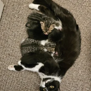 1 year old Cat & 3 Kittens all healthy & Sweet 😋 - Image 6