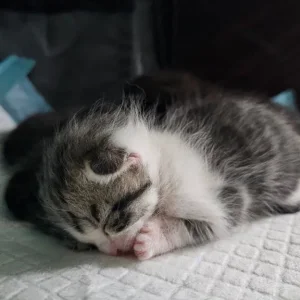 1 year old Cat & 3 Kittens all healthy & Sweet 😋 - Image 7