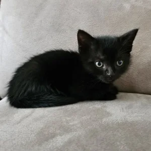 1 year old Cat & 3 Kittens all healthy & Sweet 😋 - Image 8