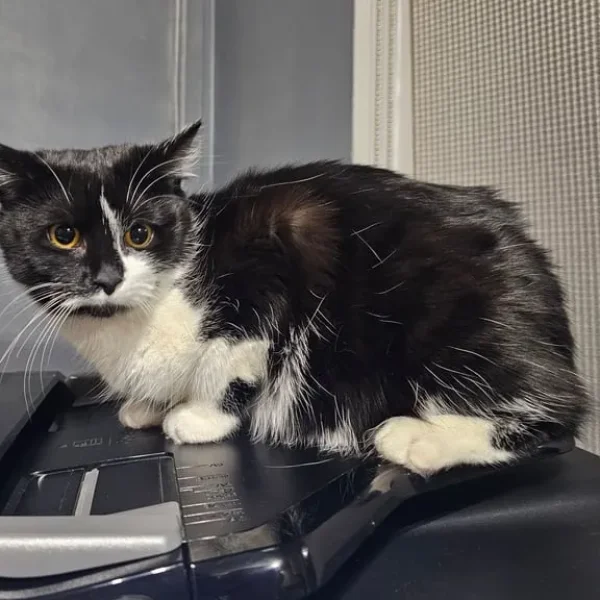 1 year old Cat & 3 Kittens all healthy & Sweet 😋