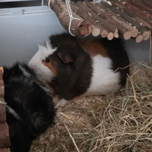 2 male guinea pigs - Image 2