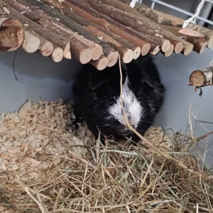 2 male guinea pigs - Image 3