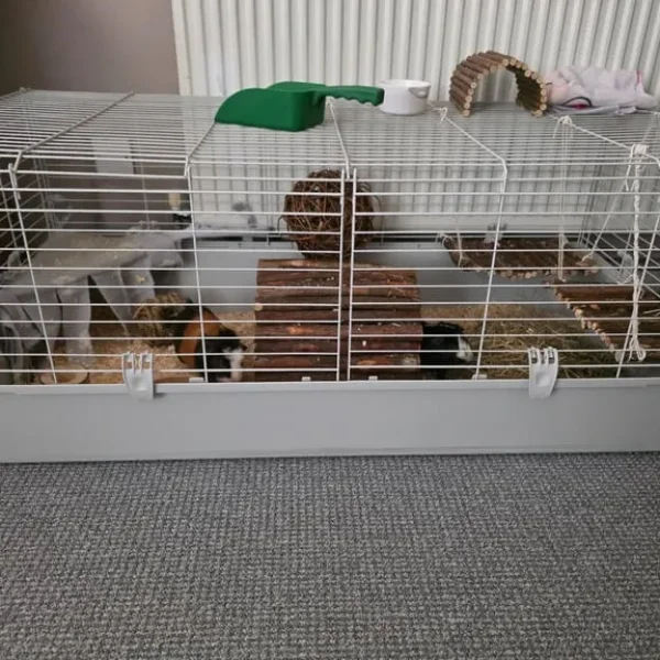 2 male guinea pigs
