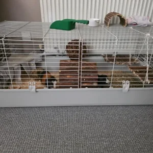 2 male guinea pigs