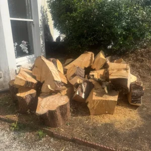 Soft wood from large tree - Image 2