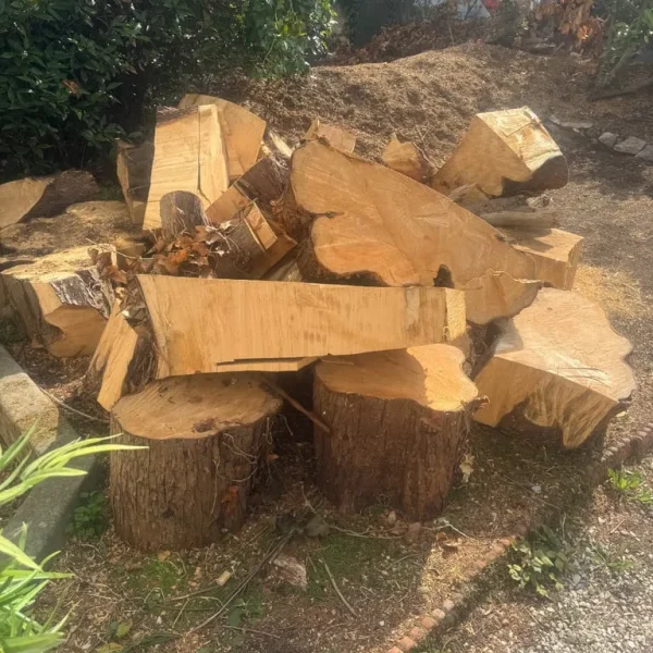 Soft wood from large tree