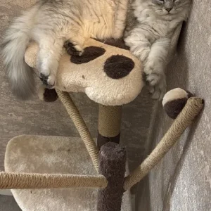 Persian chinchilla (Cat) - Image 2