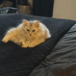 Persian chinchilla (Cat) - Image 3