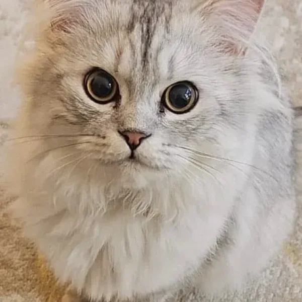 Persian chinchilla (Cat)