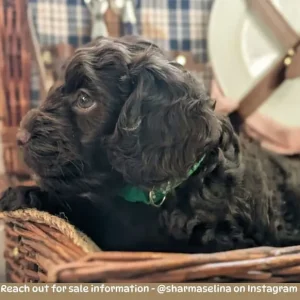 Cockerpoo Puppies Looking for Their Forever Homes - Image 4
