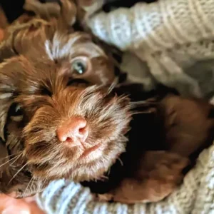 Cockerpoo Puppies Looking for Their Forever Homes - Image 5