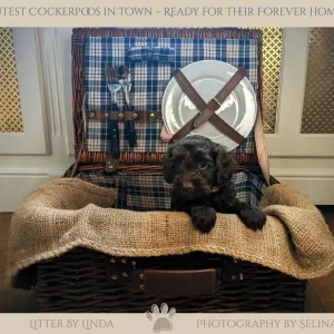 Cockerpoo Puppies Looking for Their Forever Homes - Image 6