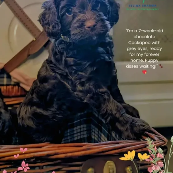 Cockerpoo Puppies Looking for Their Forever Homes