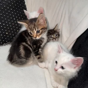 Cute & Playful Kittens 🐾 - Image 2