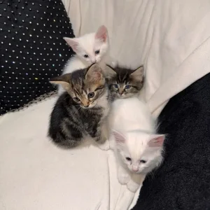 Cute & Playful Kittens 🐾 - Image 3