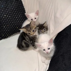 Cute & Playful Kittens 🐾 - Image 4