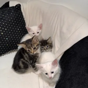 Cute & Playful Kittens 🐾 - Image 5