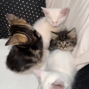 Cute & Playful Kittens 🐾 - Image 6