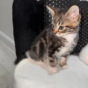 Cute & Playful Kittens 🐾 - Image 7