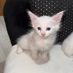 Cute & Playful Kittens 🐾 - Image 8