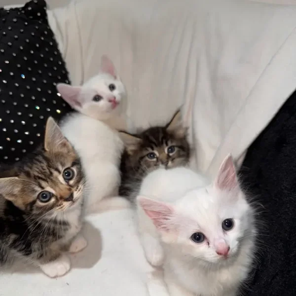 Cute & Playful Kittens 🐾