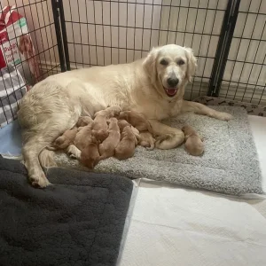 KC Registered Golden Retriever Pups For Sale - Image 2