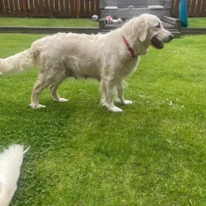 KC Registered Golden Retriever Pups For Sale - Image 3