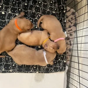 KC Registered Golden Retriever Pups For Sale - Image 5