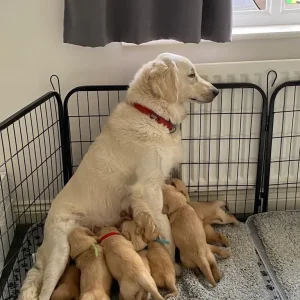 KC Registered Golden Retriever Pups For Sale - Image 6