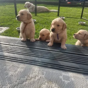 KC Registered Golden Retriever Pups For Sale - Image 7